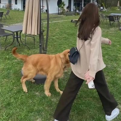 沙丘魔蚁